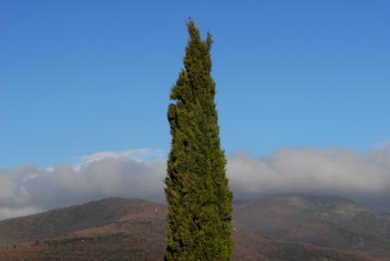 Agriturismo in  Vendita  a Cortona    1000 mq  foto 4