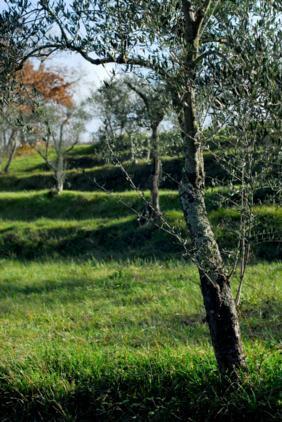 Agriturismo in  Vendita  a Cortona    1000 mq  foto 7