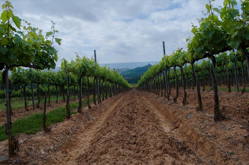 Casale  in  Affitto Vacanze a Città della Pieve   6 vani  130 mq  foto 5