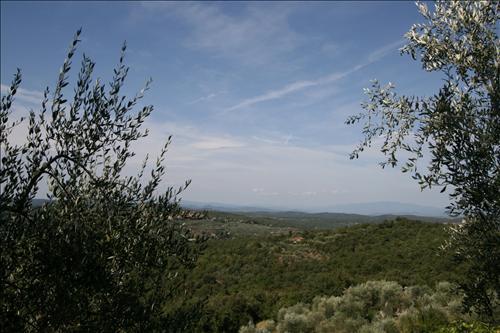 Azienda agricola in  Vendita  a Sinalunga    15 mq  foto 3