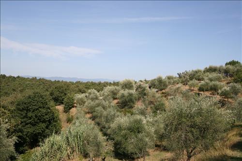 Azienda agricola in  Vendita  a Sinalunga    15 mq  foto 5