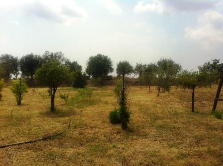 Terreno agricolo in  Vendita  a Siracusa   monolocale   55 mq  foto 2