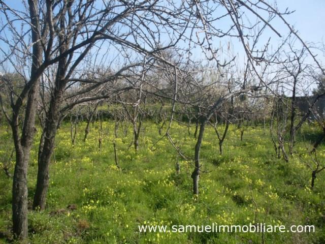Terreno agricolo in  Vendita  a Sant'Alfio    3000 mq  foto 1