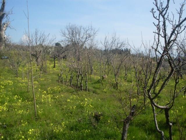 Terreno agricolo in  Vendita  a Sant'Alfio    3000 mq  foto 2