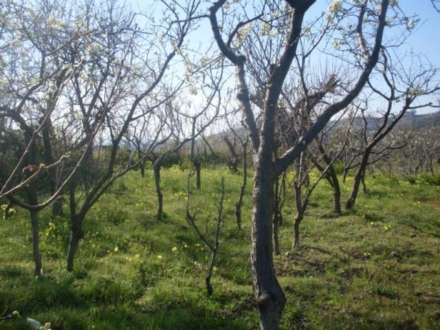 Terreno agricolo in  Vendita  a Sant'Alfio    3000 mq  foto 5